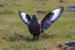 Große Raubmöwe (brown skua)