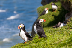 Papageitaucher (Atlantic puffin)