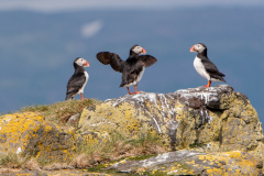 Papageitaucher (Atlantic puffin)