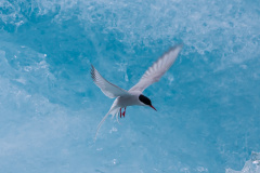 Küstenseeschwalbe (Arctic tern)