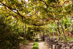 Fajã dos Padres an der Südküste Madeiras produziert den beste