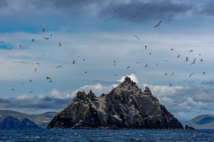 Basstölpel ((northern) gannet) vor der Little Skellig