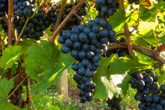 Trollinger Trauben