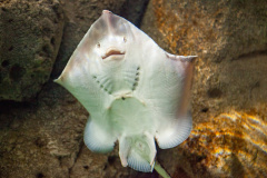 Gemeiner Stechrochen (common stingray)