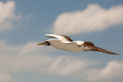 Maskentölpel (masked booby)