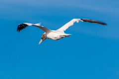 Basstölpel ((northern) gannet)