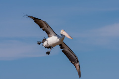Brillenpelikan (Australian pelican)