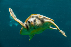 Suppenschildkröte (Green turtle)