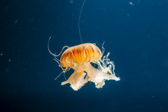 Kompassqualle (compass jellyfish)