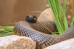 Inland Taipan