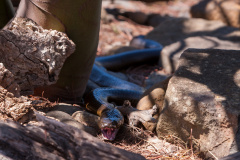 Schwarze Tigerotter (Tiger snake)