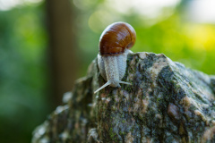 Weinbergschnecke (French escargot)