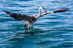 Graureiher (gray heron)