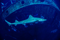 I2A4050-Verbessert-RR