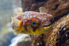 Braunflecken-Igelfisch (spiny balloonfish)