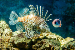 Rotfeuerfisch (lion fish)