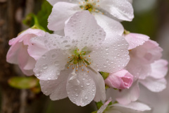 Apfelblüte
