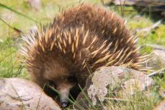 Ameisenigel (Echidna)