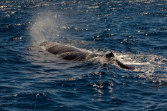 Pottwahl (sperm whale)
