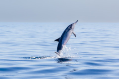 Langschnäuziger Gemeiner Delfin (Common Dolphin)