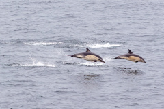 Gemeiner Delfin (short-beaked common dolphin)