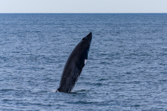 Nördlicher Zwergwal (northern minke whale)