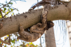 Braunkehl-Faultier (brown-throated sloth)